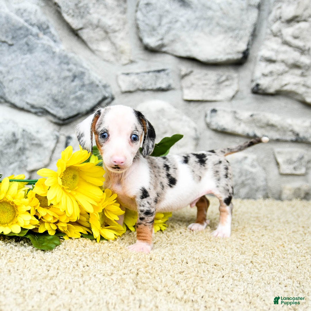 Miniature Dachshund dogs for sale: Zander - Image 1
