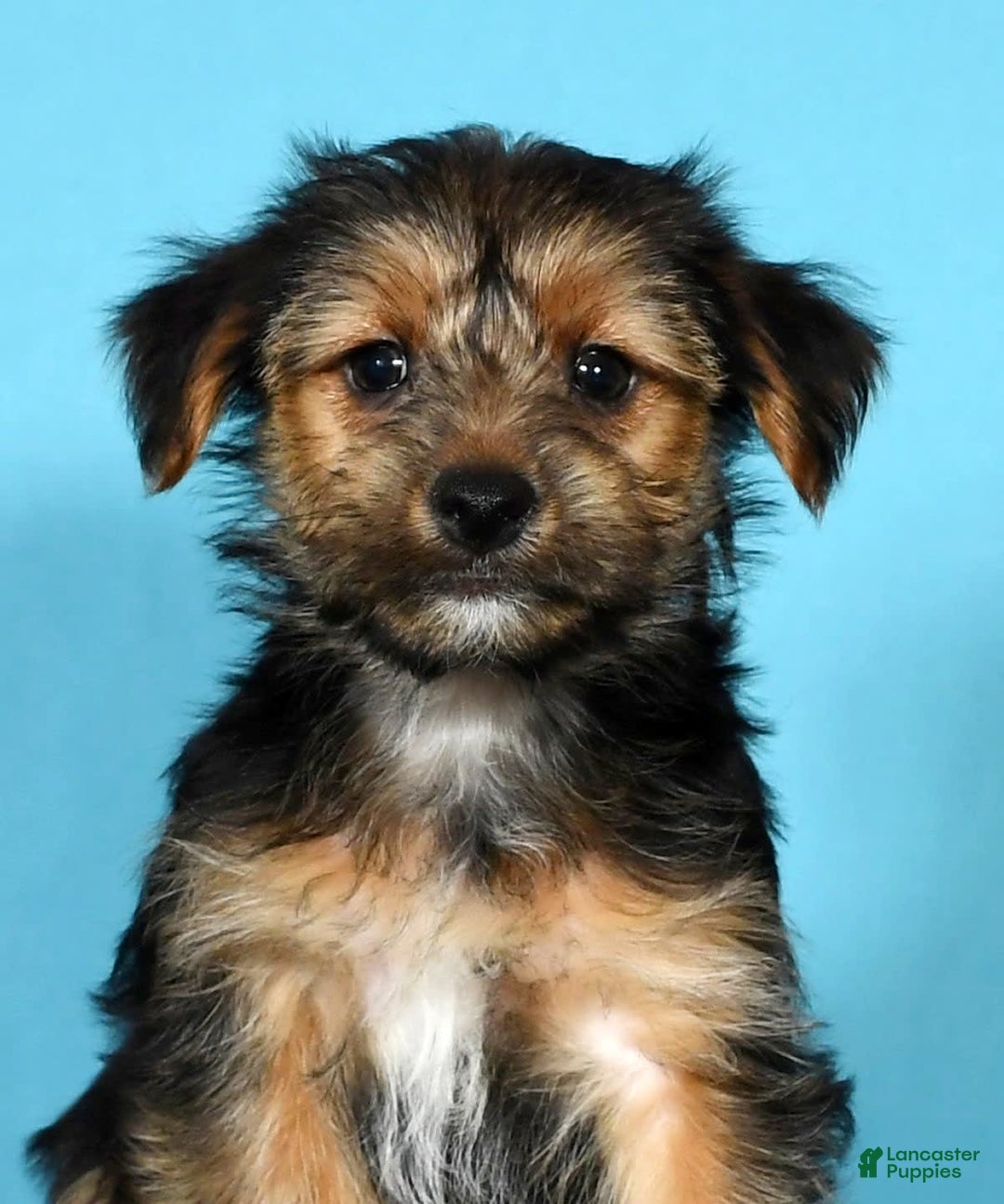 Yorkshire Terrier dogs for sale: Joey - Image 9