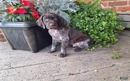 German Shorthaired Pointer dogs for sale: Oscar - Image 2