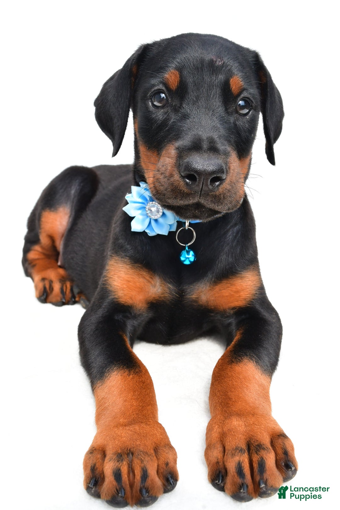 Doberman Pinscher dogs for sale: Melody - Image 4