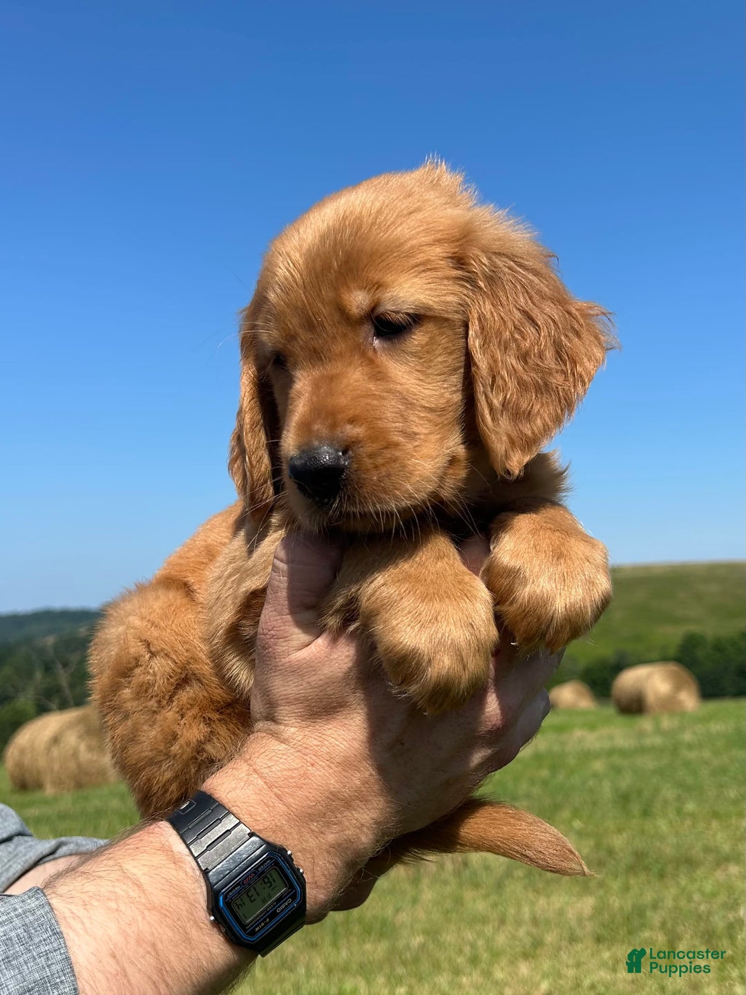 Golden Retriever dogs for sale: Rascal - Image 11