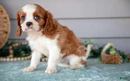 Cavalier King Charles Spaniel dogs for sale: Jessica - Image 2