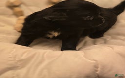 Chihuahua dogs for sale: Midnight - Image 3