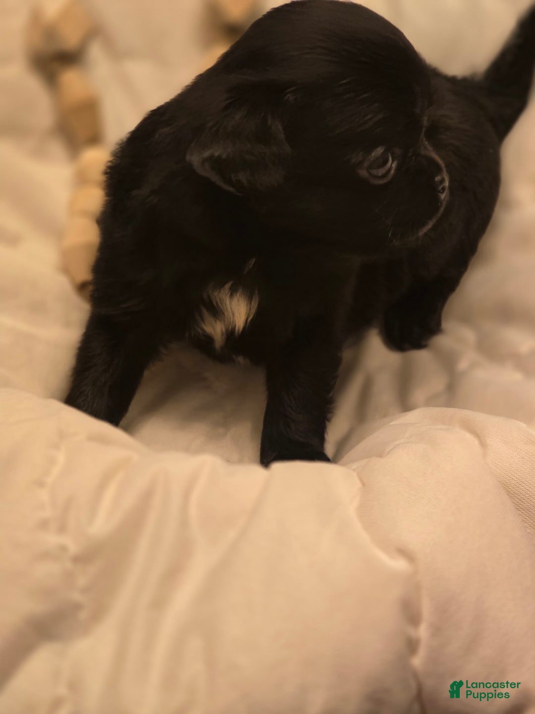 Chihuahua dogs for sale: Midnight - Image 3