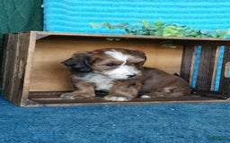 Havanese dogs for sale: Duke - Image 8