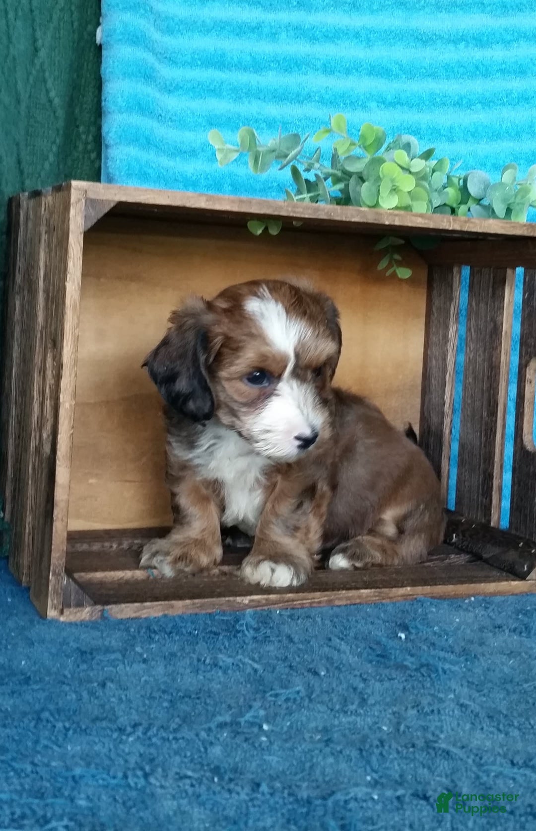 Havanese dogs for sale: Duke - Image 8