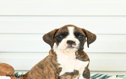 Boxer dogs for sale: Ruby - Image 5