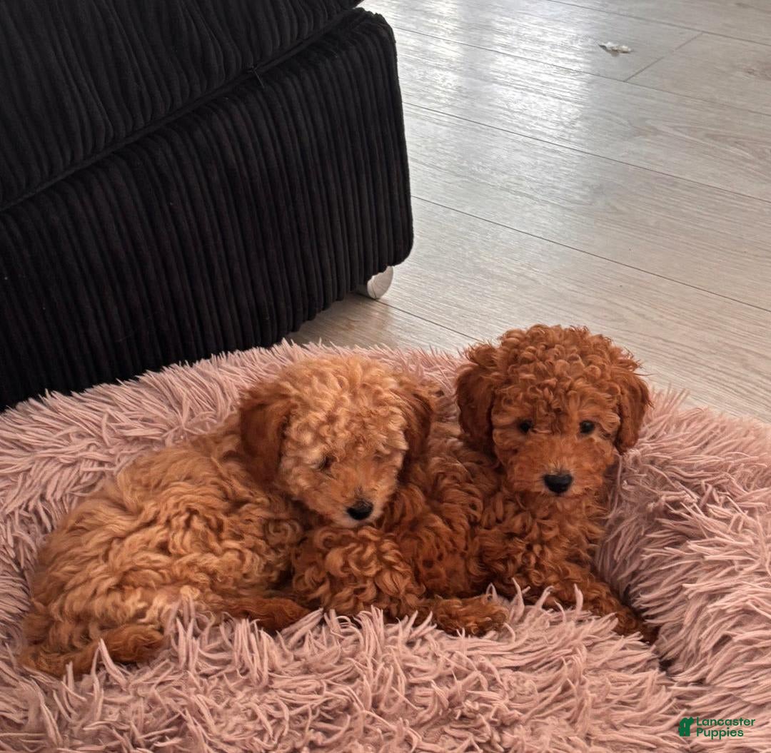 Toy Poodle dogs for sale: Teddy - Image 9