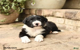 Border Collie dogs for sale: Marco - Image 4