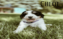 Bernedoodle dogs for sale: Chloe - Image 1