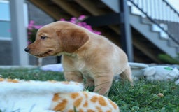 Labrador Retriever dogs for sale: Gus - Image 21