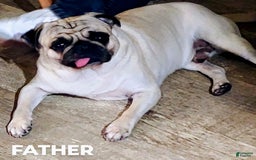 Pug dogs for sale: Ares - Image 7