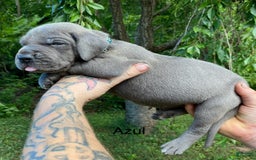 Great Dane dogs for sale: Azul - Image 2