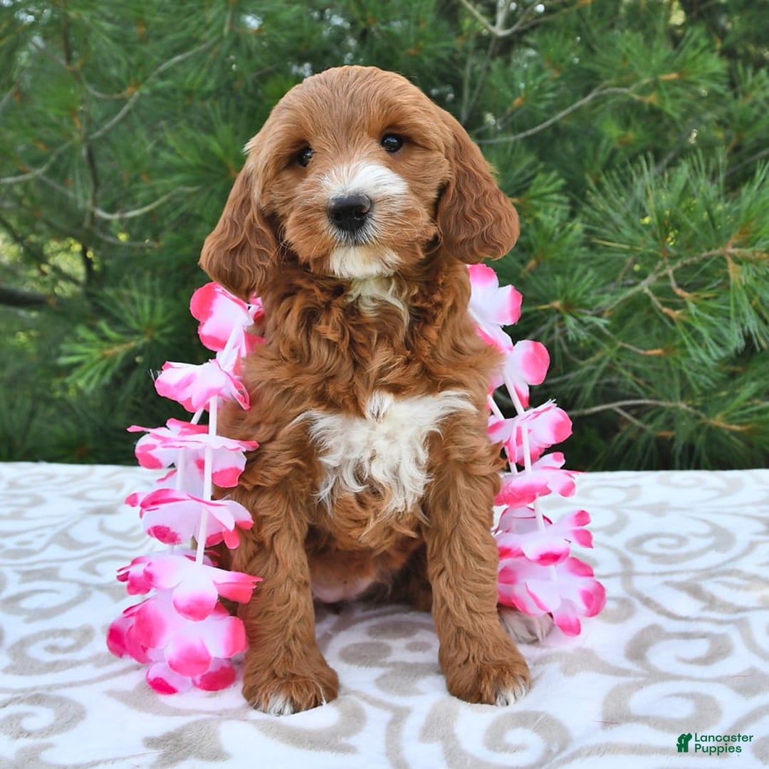 Mini Goldendoodle dogs for sale: Dixie - Image 8