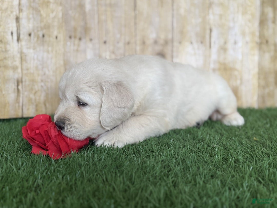 Golden Retriever dogs for sale: Chevelle - Image 3