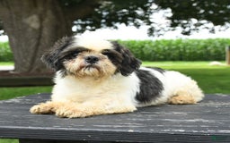 Shih Tzu dogs for sale: Wilson - Image 1