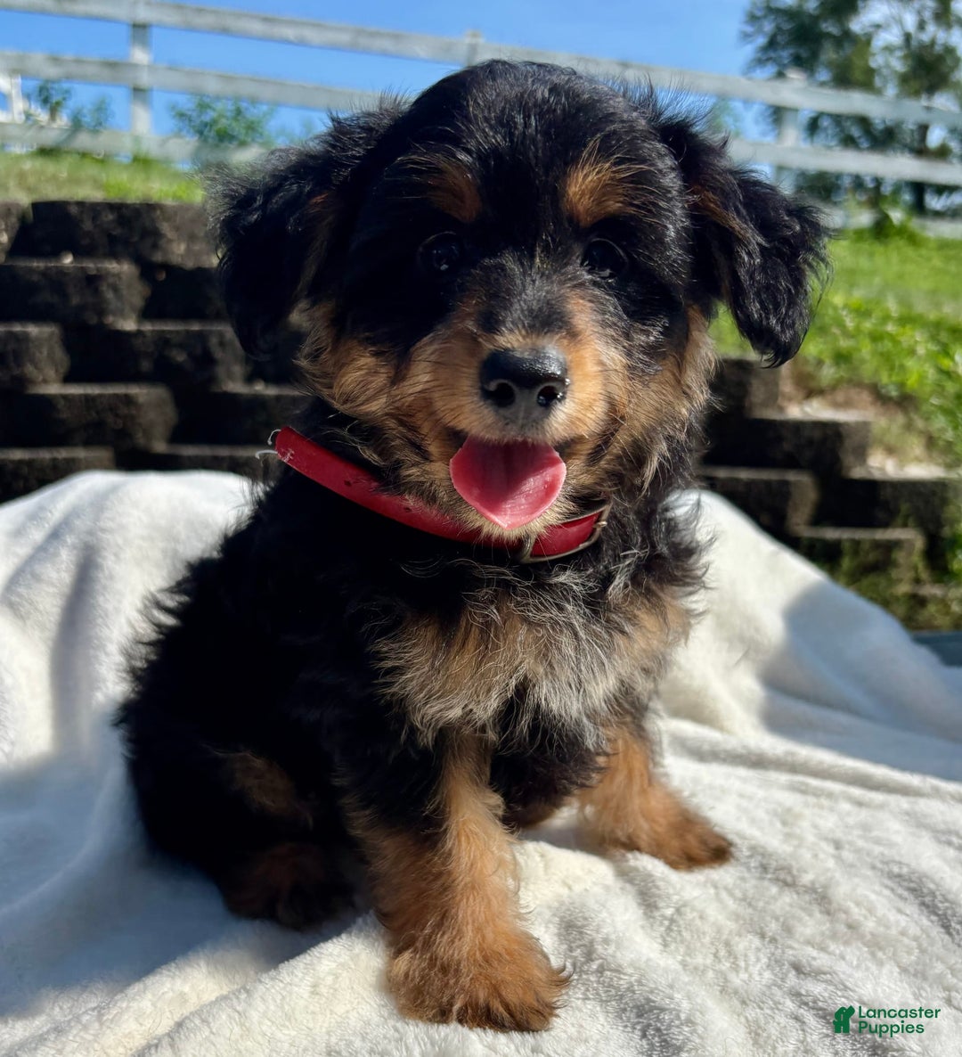 Australian Shepherd dogs for sale: Snickers Mini - Image 3