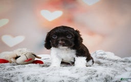 Cocker Spaniel dogs for sale: Leo - Image 11