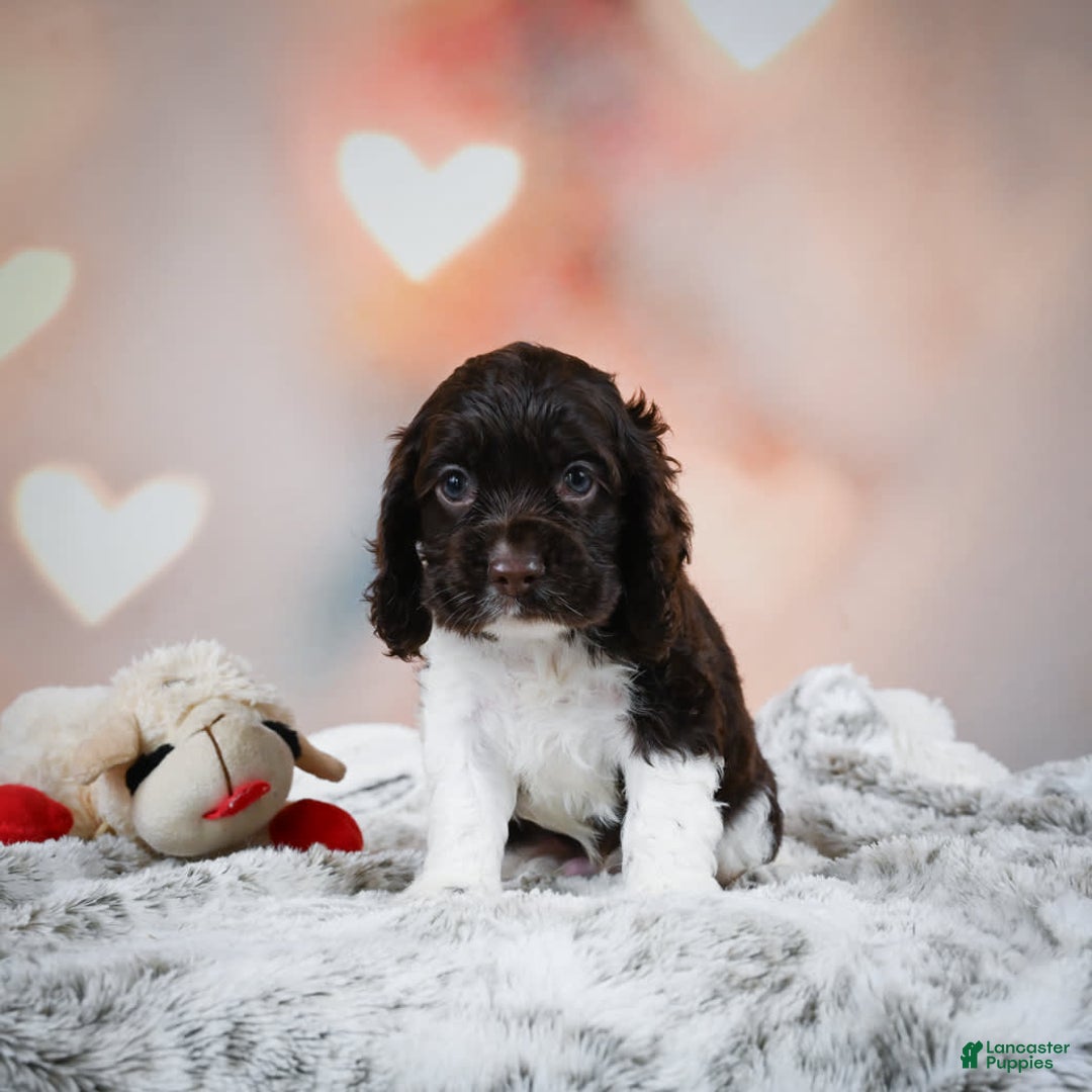 Cocker Spaniel dogs for sale: Leo - Image 11