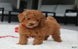 Miniature Poodle dogs for sale: Miniature Poodle 3 puppies - Image 4
