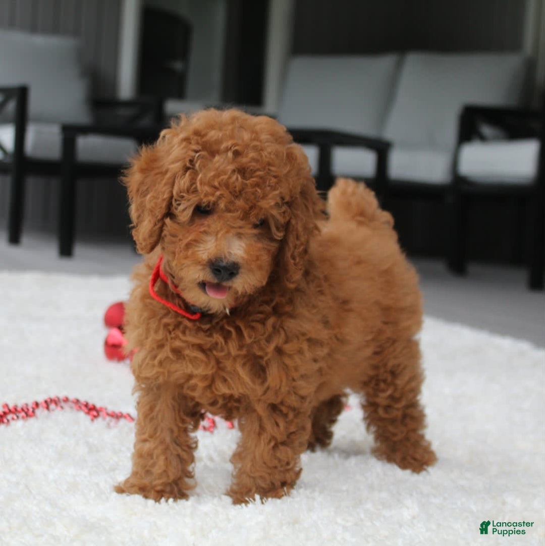 Miniature Poodle dogs for sale: Miniature Poodle 3 puppies - Image 4