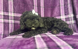 Cockapoo dogs for sale: Snookie - Image 2