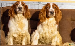 Welsh Springer Spaniel dogs for sale: Male Puppy - Image 8