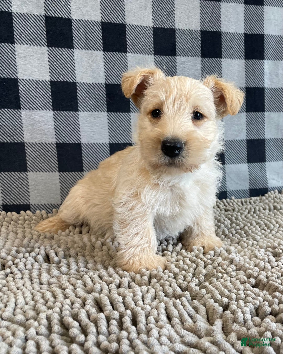 Scottish Terrier dogs for sale: Roland - Image 4