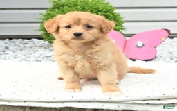 Pomeranian dogs for sale: Pomeranian 9 puppies - Image 12