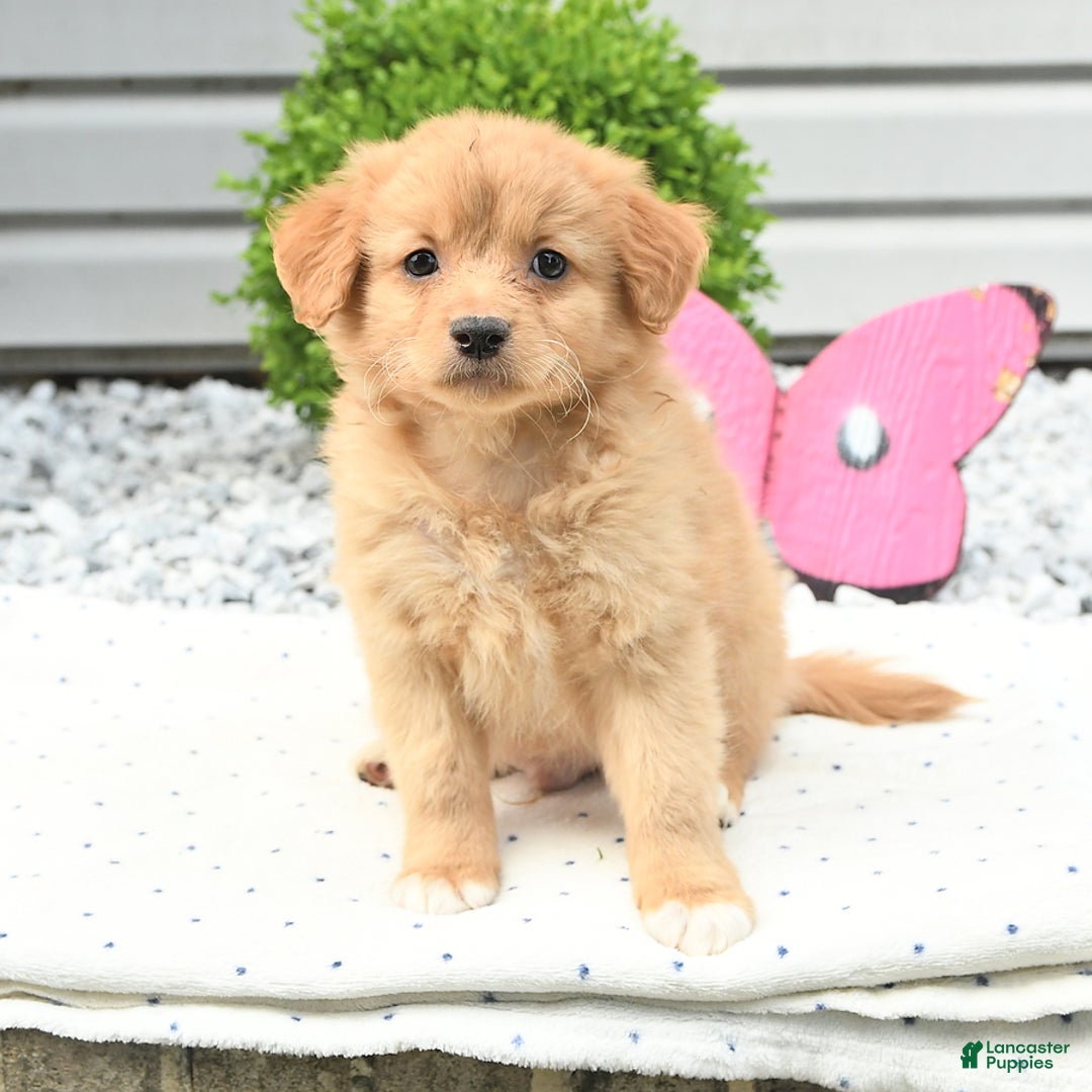 Pomeranian dogs for sale: Pomeranian 9 puppies - Image 12