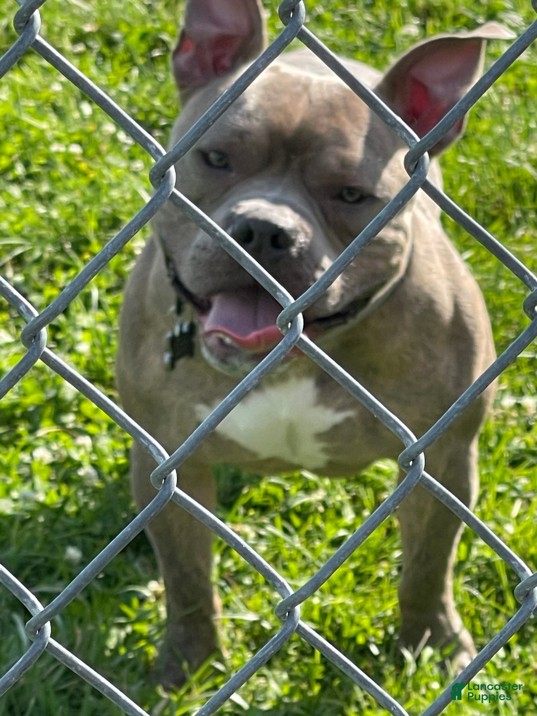 American Bully dogs for sale: Rocky - Image 3