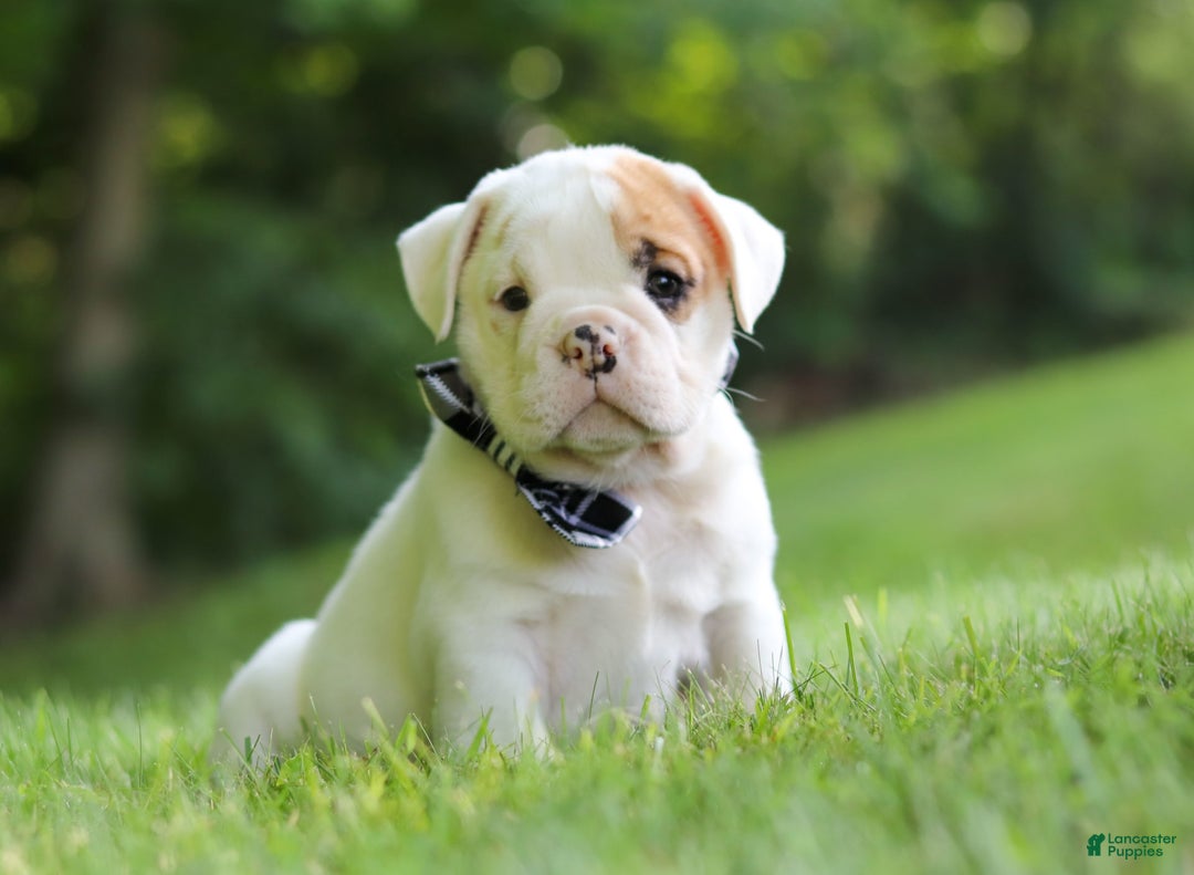Beabull dogs for sale: Rockstar - Image 4