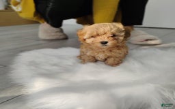 Maltipoo dogs for sale: Orion - Image 5