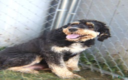 Mini Bernedoodle dogs for sale: Jabel - Image 7