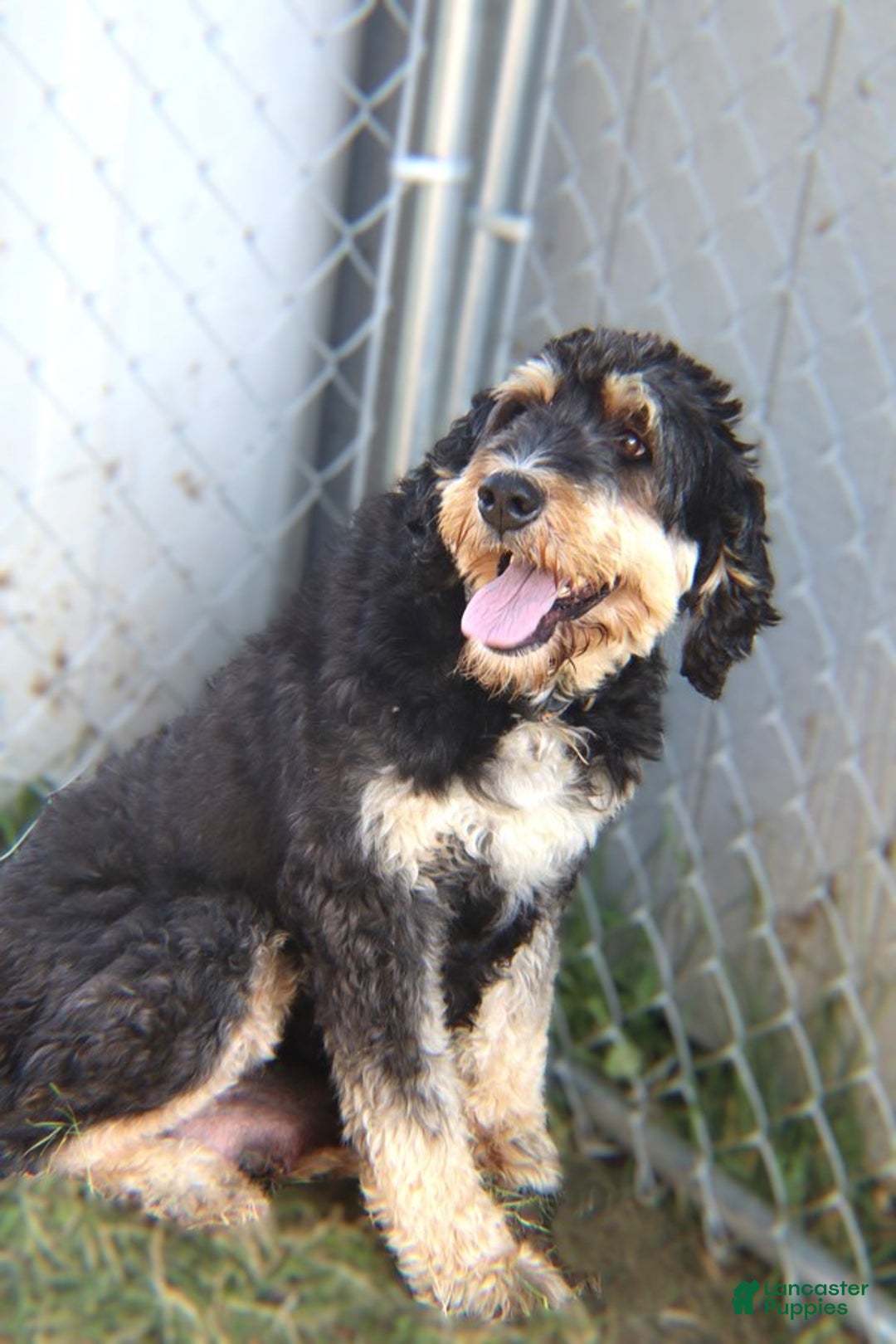 Mini Bernedoodle dogs for sale: Jabel - Image 7