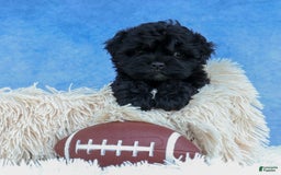 Shihpoo dogs for sale: Kia - Image 17