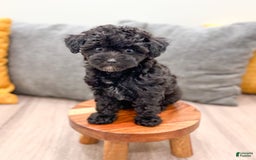 Yorkiepoo dogs for sale: Frisky - Image 1