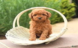Cockapoo dogs for sale: Magic - Image 1