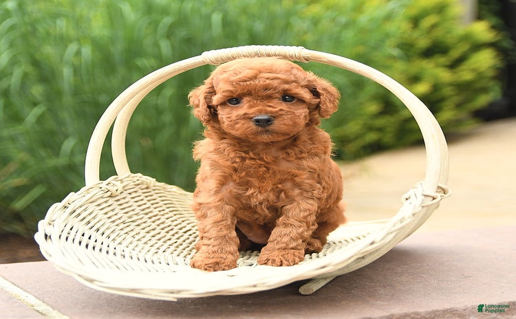 Cockapoo dogs for sale - Ad 3