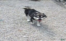 Alaskan Klee Kai dogs for sale: Zodiac/no Collar - Image 5
