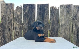Doberman Pinscher dogs for sale: Rocky - Image 3