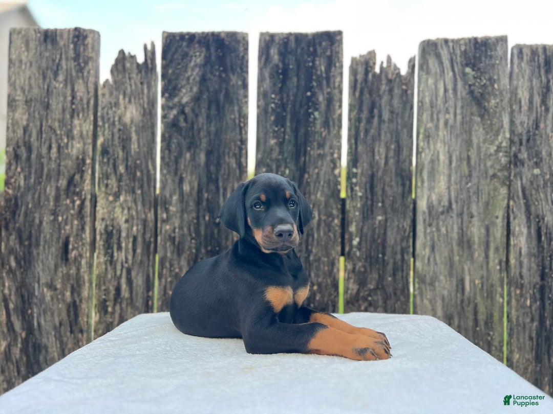 Doberman Pinscher dogs for sale: Rocky - Image 3
