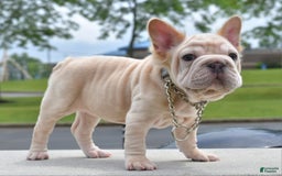 French Bulldog dogs for sale: Rayna Big Rope Velvet Fluffy - Image 33