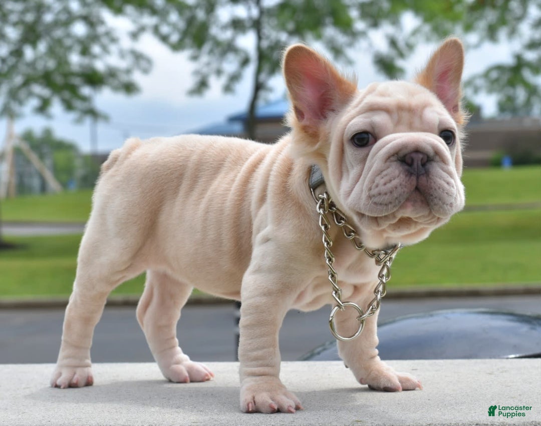 French Bulldog dogs for sale: Rayna Big Rope Velvet Fluffy - Image 33