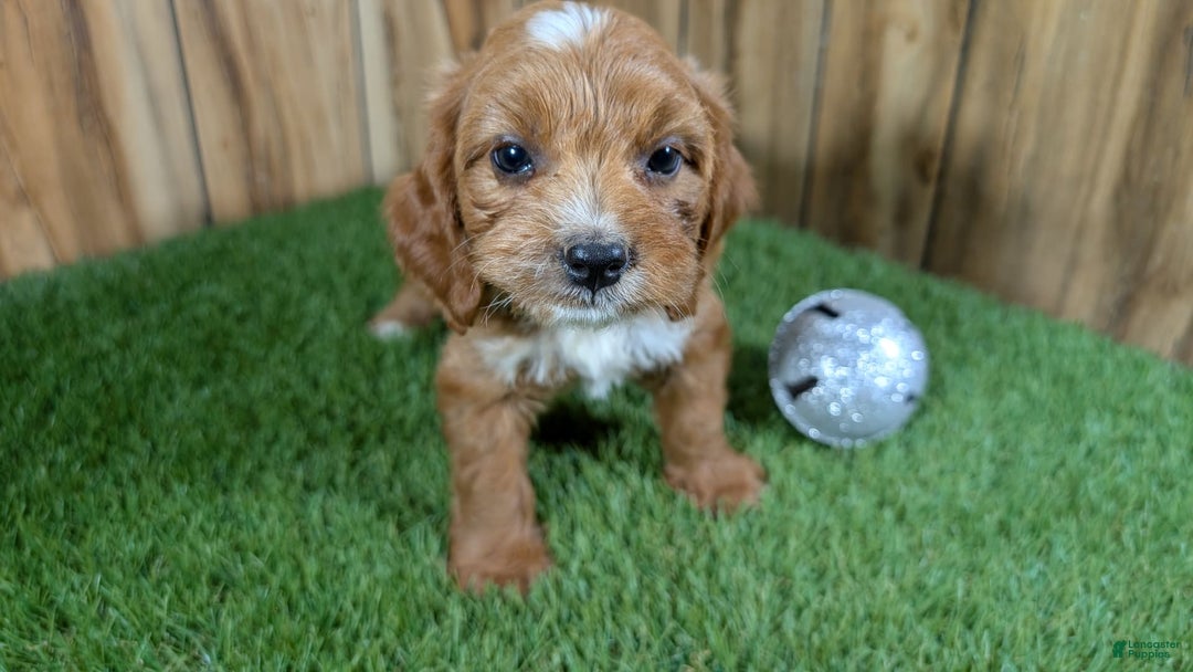 Cavapoo dogs for sale: Honeycomb Girl 9 - Image 6