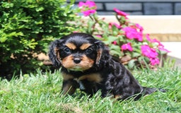 Cavalier King Charles Spaniel dogs for sale: Hope - Image 13