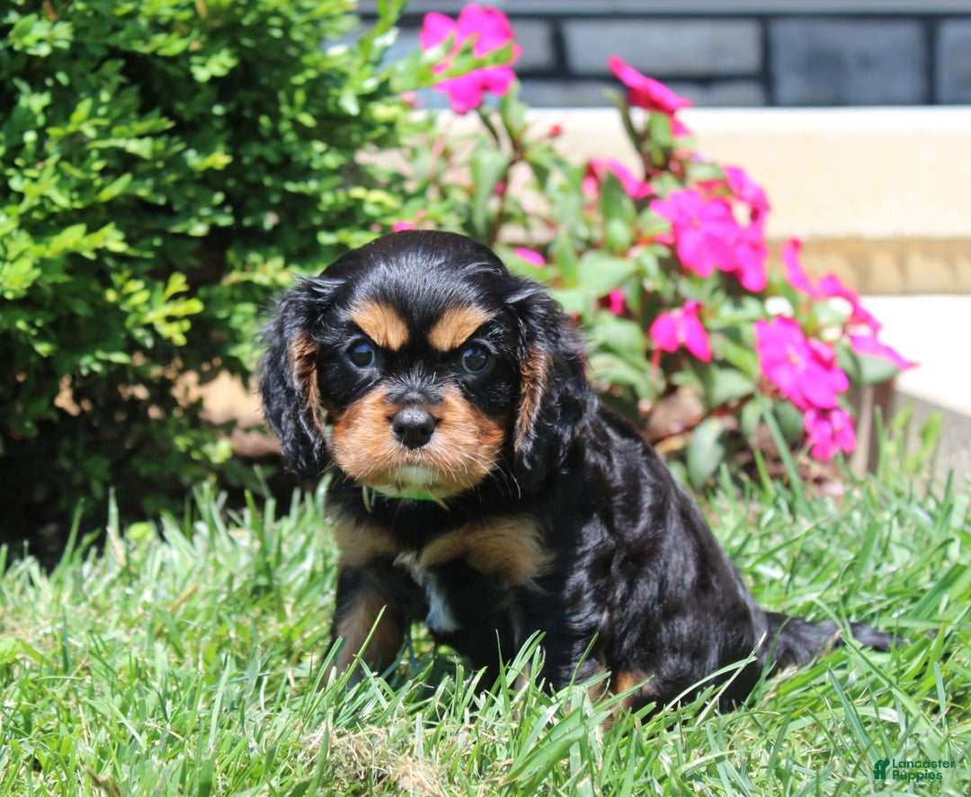 Cavalier King Charles Spaniel dogs for sale: Hope - Image 13