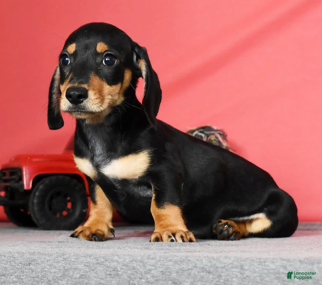 Miniature Dachshund dogs for sale: Dakota - Image 6