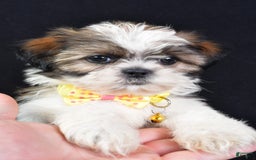 Shih Tzu dogs for sale: Logan - Image 4