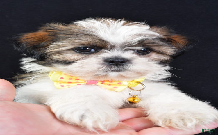 Shih Tzu dogs for sale - Ad 5
